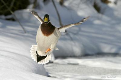 Canadian Fantasia - Mallard Duck