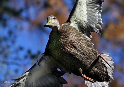 Frontal Assault - American Black Duck