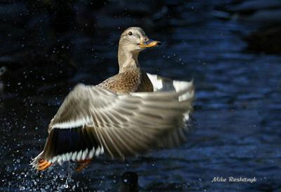 Bursting With Pride - Mallard Duck