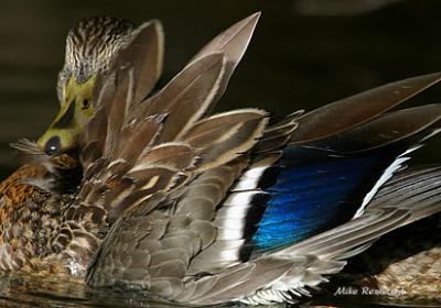 Chink In My Armour - Mallard Duck