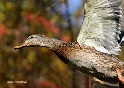 Light As A Feather - Mallard Duck