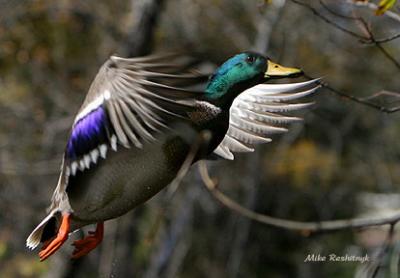 Defying Gravity - Mallard Duck