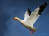 Turbulant Skies - Greater Snow Goose