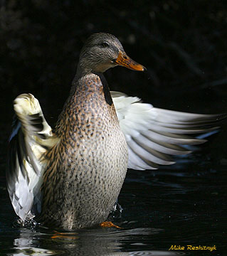 Catching Some Rays - Mallard Duck