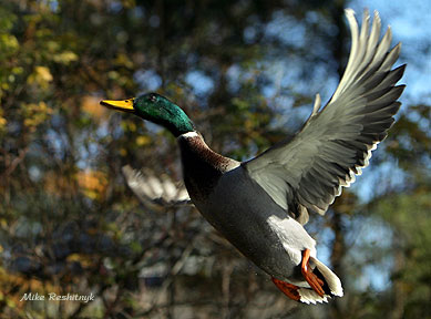 Hollywood Ham - Mallard Duck