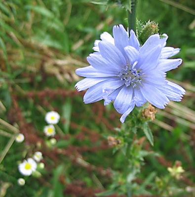 Chicory