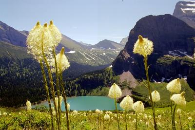 Flowers and Grinnel Lake