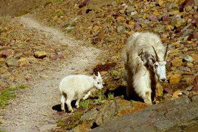 Rocky Mountain goats