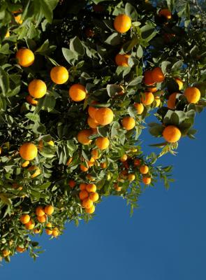 Orangetree
