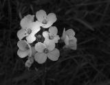 Minuscules fleurs blanches