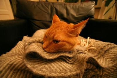 Dec 17: I'don't like this new lens, it makes my ears funny!!