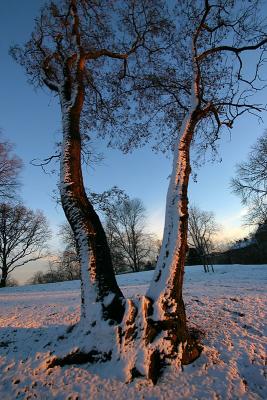 Dec 19: Snowy trees