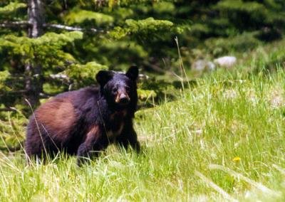 Baby Black Bear Banff
