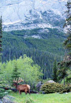 Bull Elk Jasper AB Canada