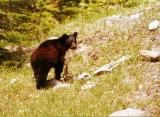 Black bear Kananaski