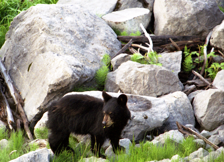 Black bear cub Jasper AB Canada