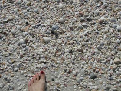 seashells