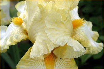 Yellow bearded iris