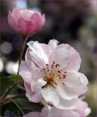 Malus ioensis blossom1