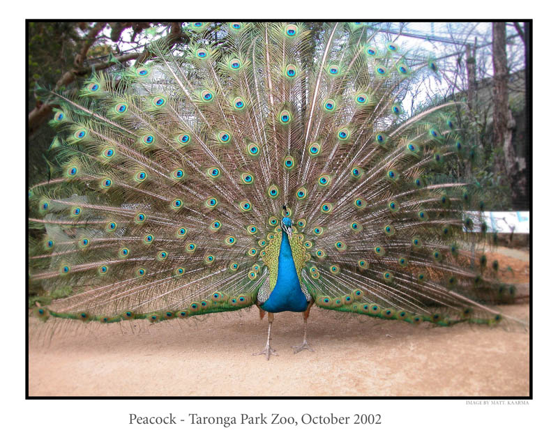 peacock1.jpg