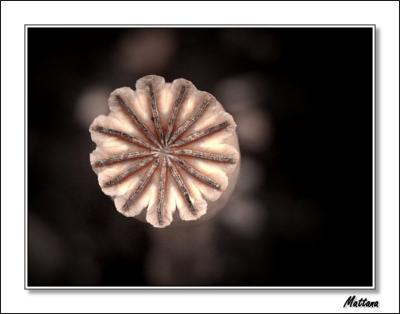 Seed Head