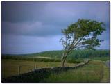 Wind swept tree on Dartmoor