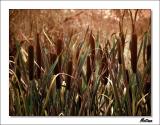 Reed III