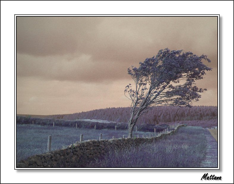Dartmoor