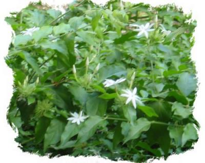 Tahitian Gardenia.jpg