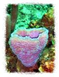 vase sponge lavender-blue 03.jpg