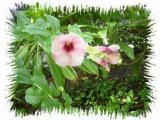 Hibiscus.jpg