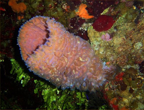 Lighthouse Reef Dive 2 (19).jpg
