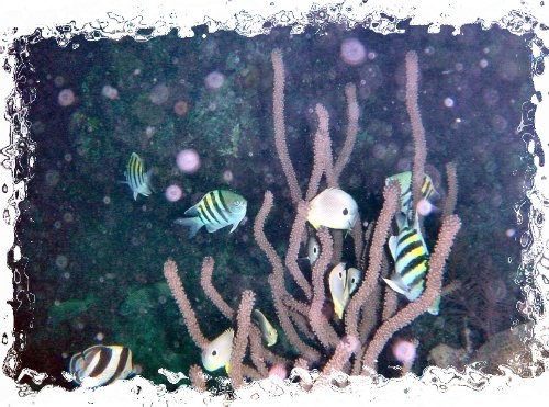 lighthouse reef dive 2 (37).jpg