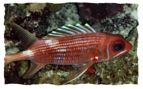 Squirlfish.jpg