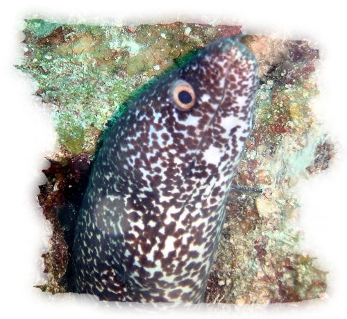 Spotted Morey Eel.jpg