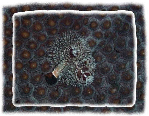 Xmas Tree Tubeworms 1.jpg