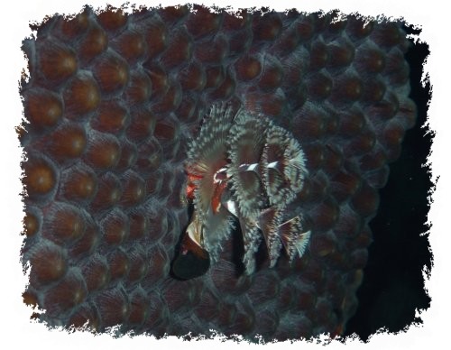 Xmas Tree Tubeworms 2.jpg