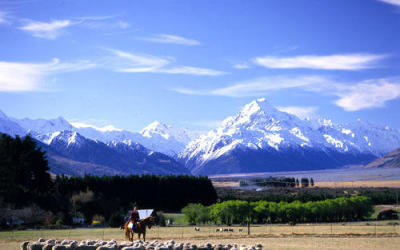 Sheep Mustering near Mount Cook