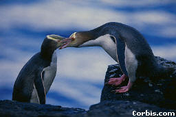 Two Yellow-Eyed Penguins Allopreening in New Zealand