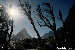 Trees Growing in Milford Sound