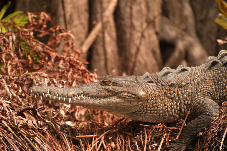 Crocodile