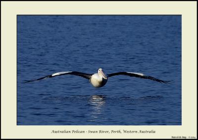 australianpelican12.jpg