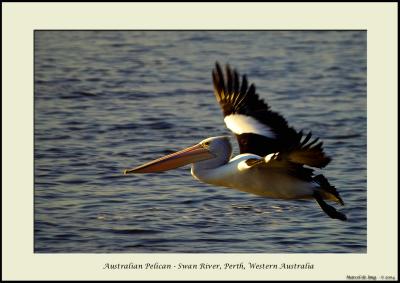 australianpelican7.jpg