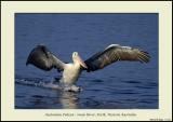 australianpelican10.jpg