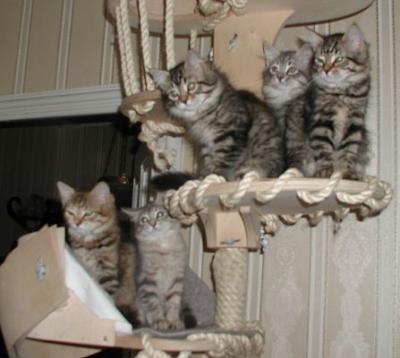 Five kittens posing.