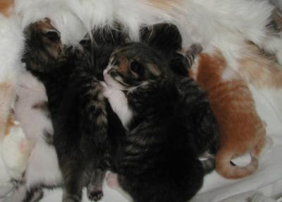 kittens1week5.jpg