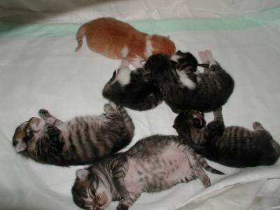 kittens1weeksleep.jpg