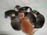 kittens1weekgroup.jpg