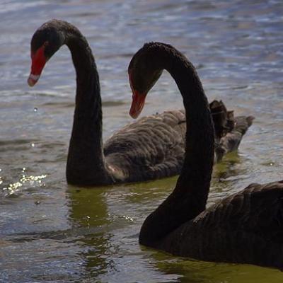 Lake Wire Black Swans 2093