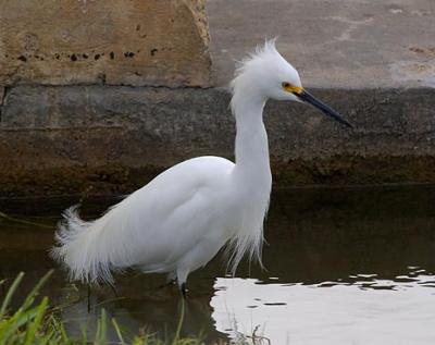 Snowy Egret 2160